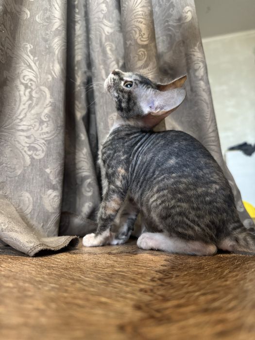 Донской свинкс.