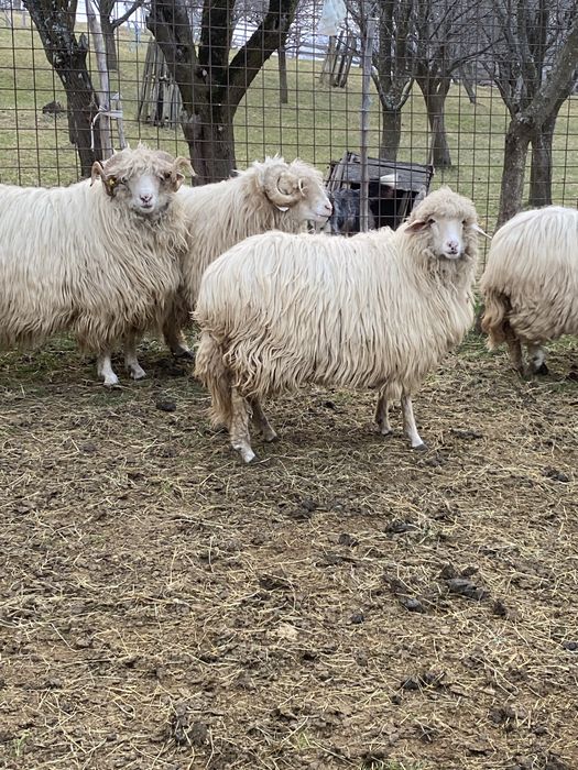 Berbecii bali de la sugag