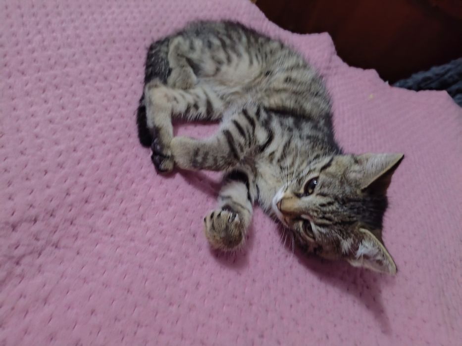 Отдам котенка примерно 2-3 месяц