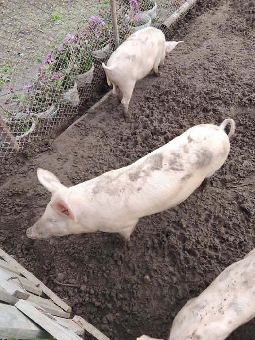 Продавам прасета за угояване