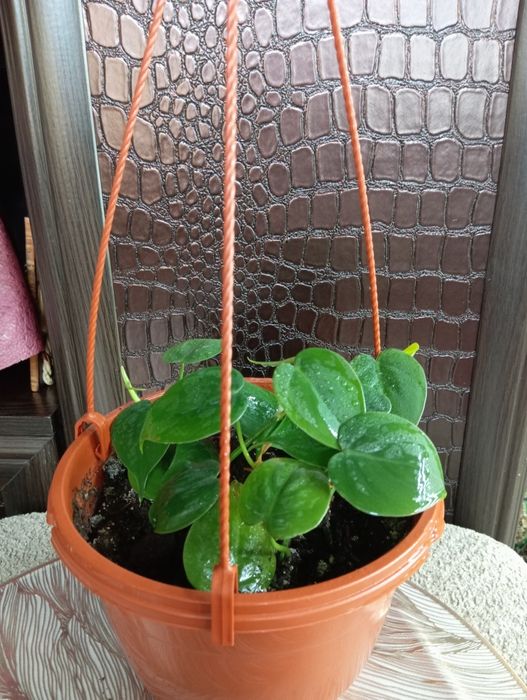 Комнатные цветочки