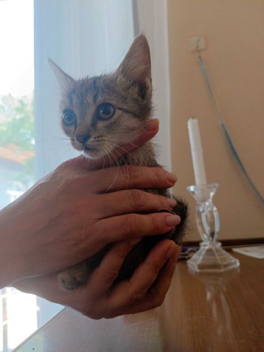 Отдам котят бесплатно