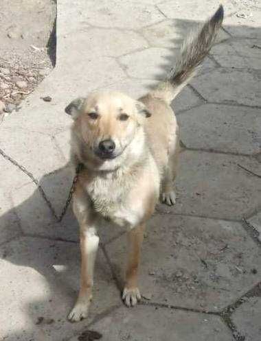 Отдам собаку лайку девочку