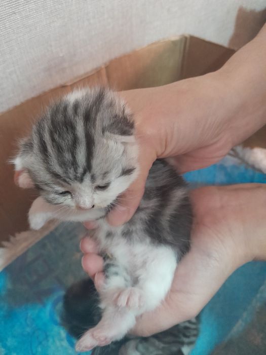 Продам шотладских котят
