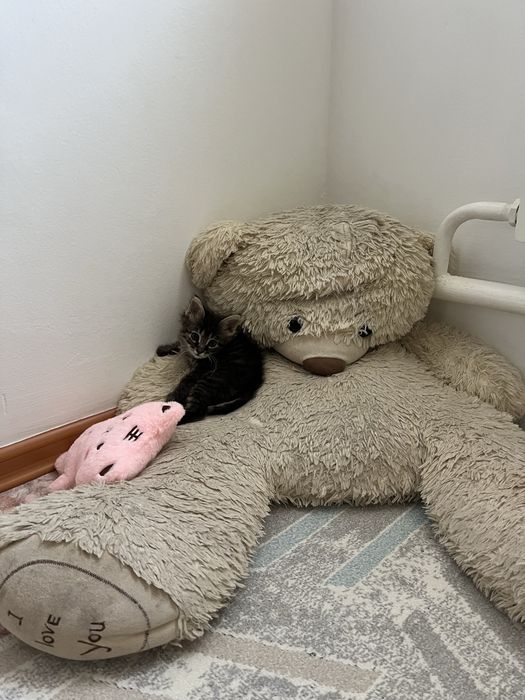 Котенок мальчик