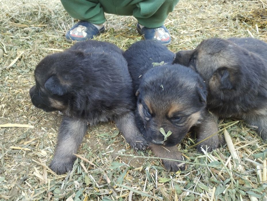 Afcharka bolalari sotiladi