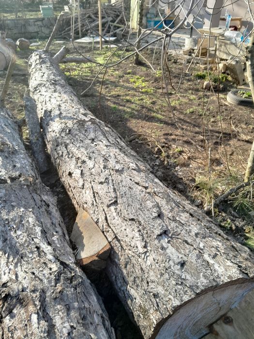 Борови mрупи Ф 350 mm и Ф450 mm