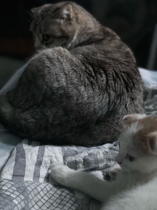 Продам котенка ,мальчик