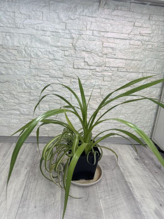 Пандаус хлорофитум комнатная мята