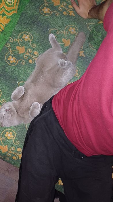 Скотиш фолд(Шотландская вислоухая)