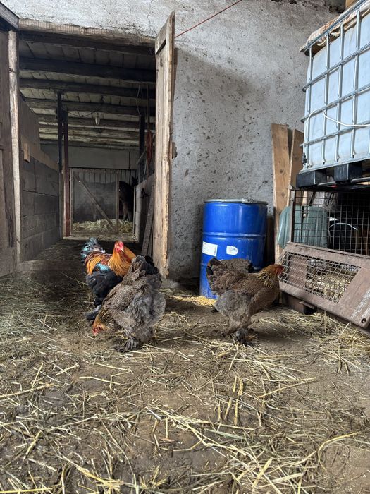 Gaini brahma potarnichiu