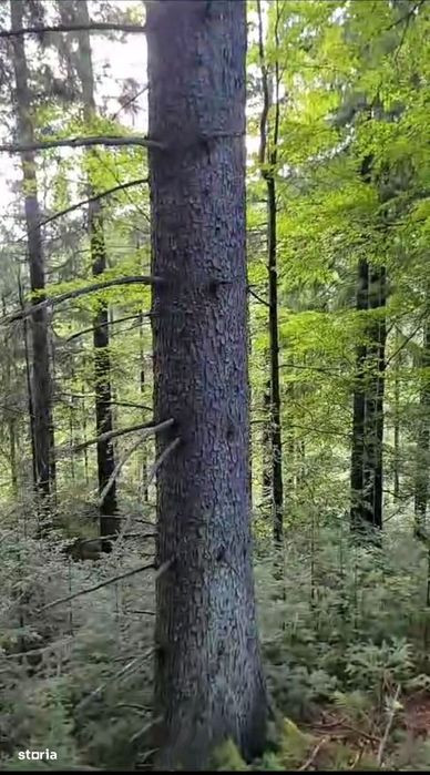 Vindem padure rasinoase 808 mc in 18500 mp, Moldovita - Suceava