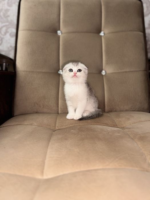 Срочно продается серебристая шиншила