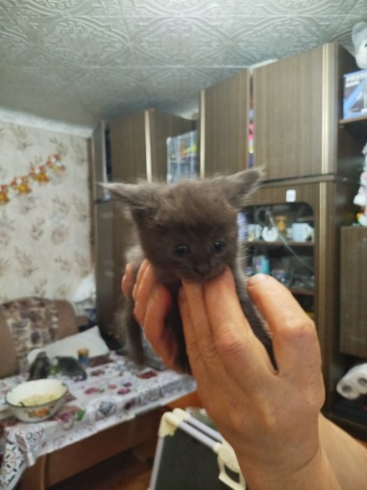 Отдам котят в добрые руки