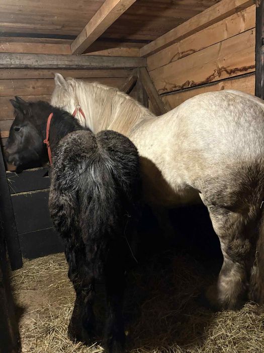 Vând mânze ardeneze sură, murgă, neagră