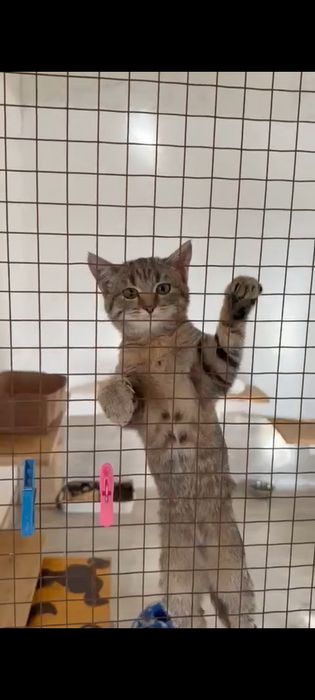 Отдам котёночка девочку  в добрые руки