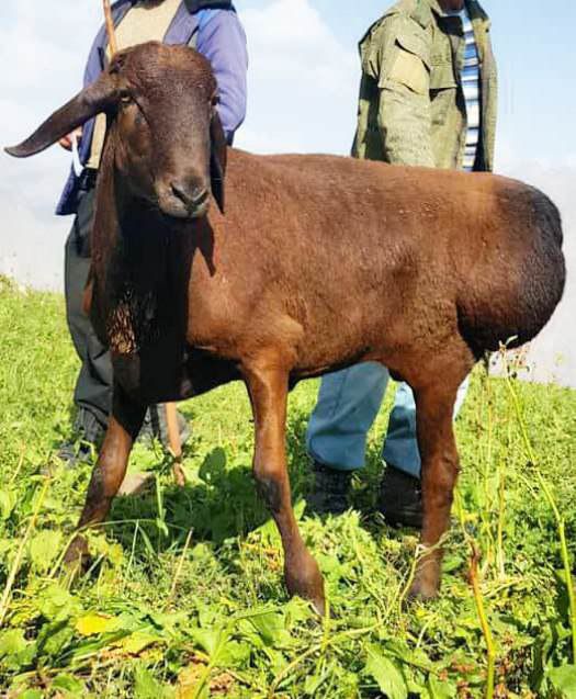 Investor kerak chorvachilika