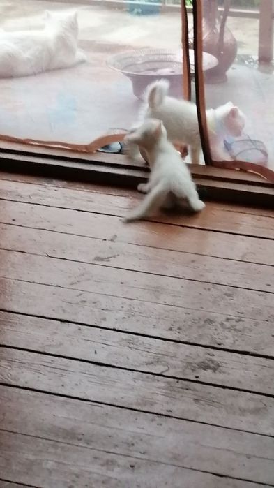 Oppoq mushukchalar sotuvda