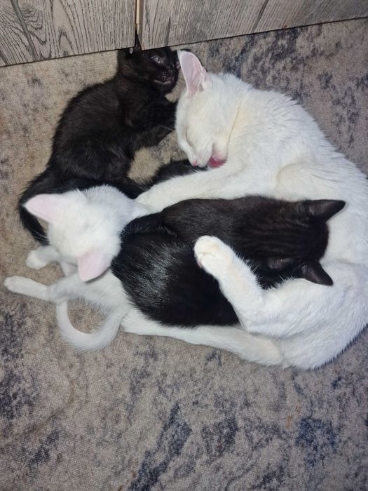 Красивые котята за шоколадку