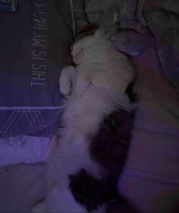 Котенок мальчик.
