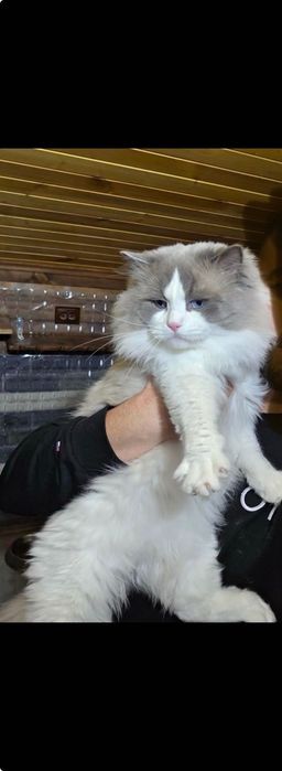 Котка Регдол / Рагдол / Ragdoll cat