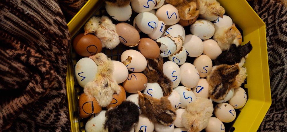 vand ou de incubat si consum