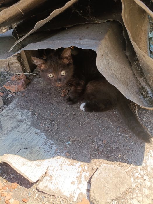 Отдам кота в дом