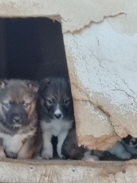 Отдам щенков хаски