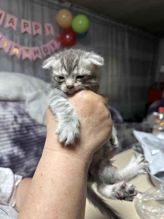 Продам котенка, за 4 тысячи