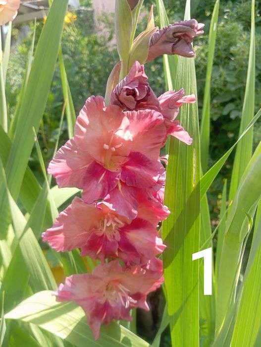 Продам луковицы гладиолуса и георгин