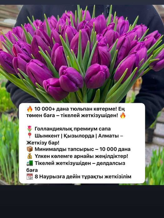 тюльпаны ТЮЛЬПАН