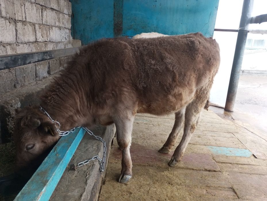 Продам жирную телку