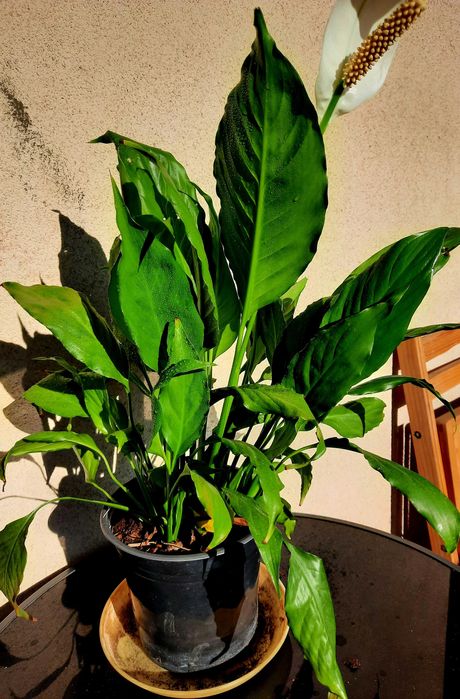 Вечно зелен Спатифилум