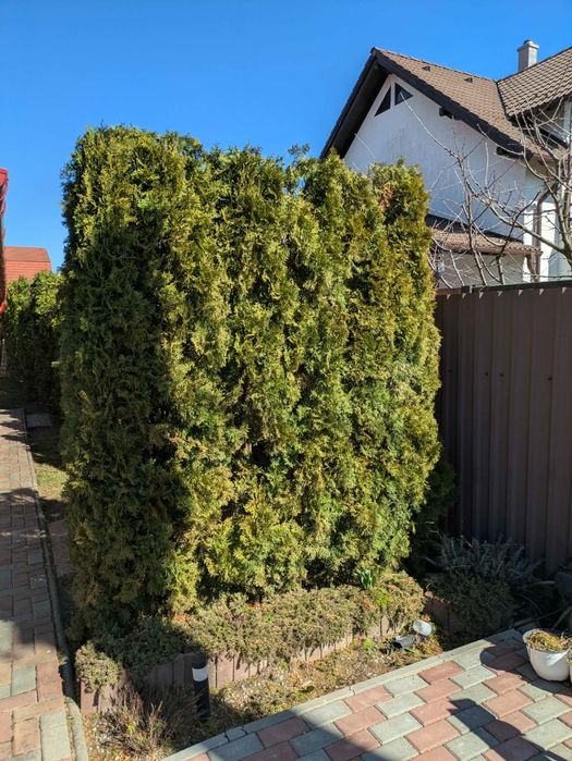 Curatam terene tudem pom