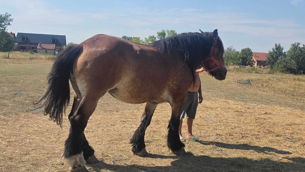 Iapa Ardenezá gestanta 15 ani si minz de 4 luni