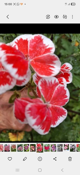 Продам разные пеларгонии