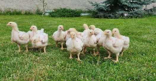 pui de gaina albi de carne si rasa mixta