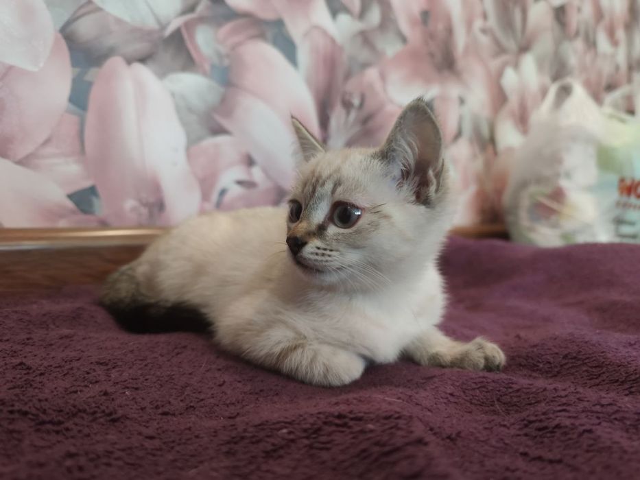 Дарим симпатичного котенка