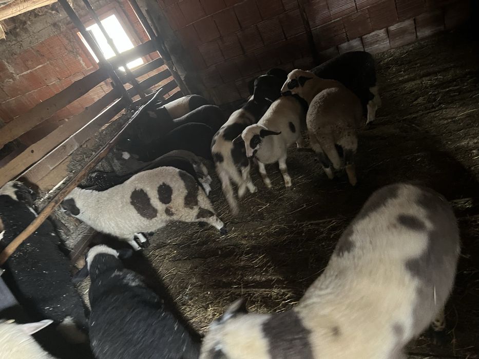 Български агнета- планинско отглеждане