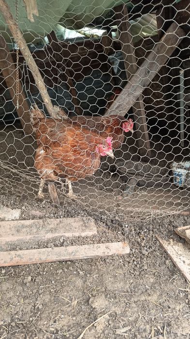 Vând 6 găini roși de ouă și un cocosi mare de casa