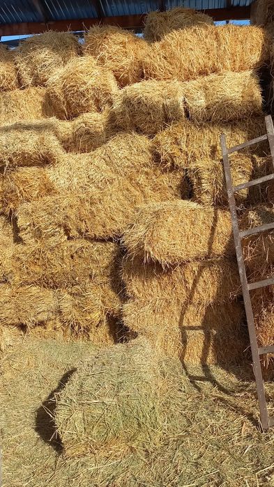 Продам люцерну и ячмёную салому