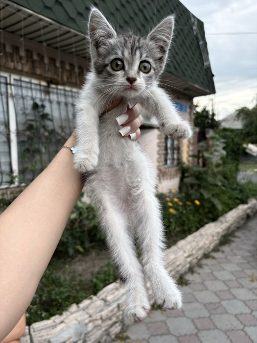 Отдам котят в добрве руки
