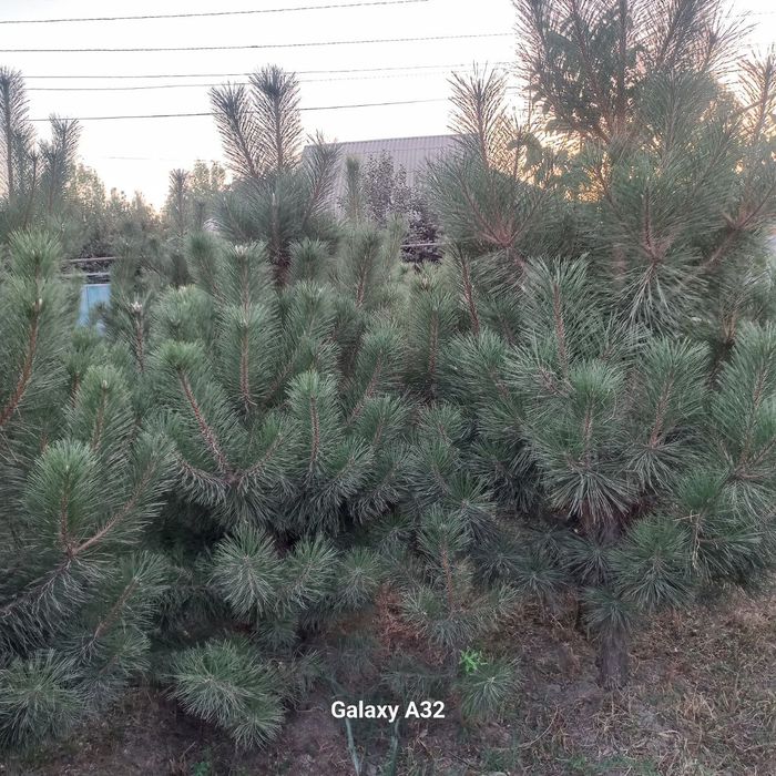 Qrim Sasna Archa koʻchati sotiladi