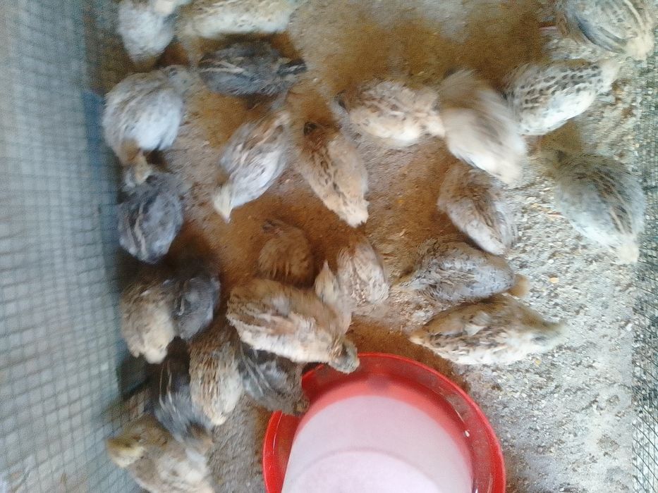 Pui prepeliță de vânzare
