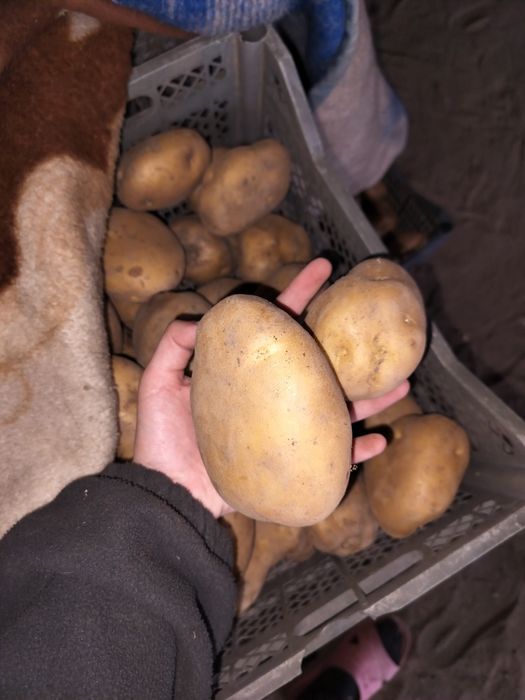 Картофель семенной белый/красный