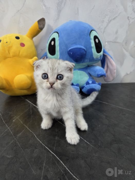 Продается котята