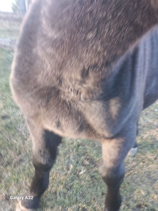 Vand sau  schimb manza de 8 luni din rasa semigreu ff frumoasa