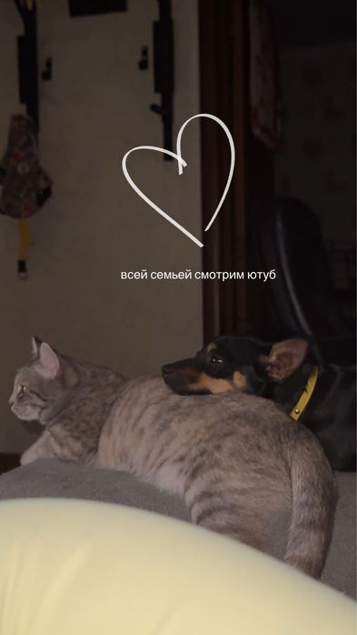 вязка кабеля тойчик