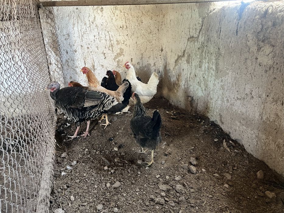Продам курей и индейку домашние