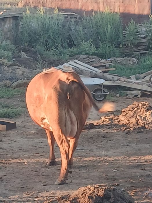 Продам корову дойную